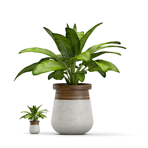 Plants