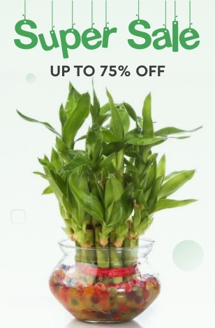 Super Sale